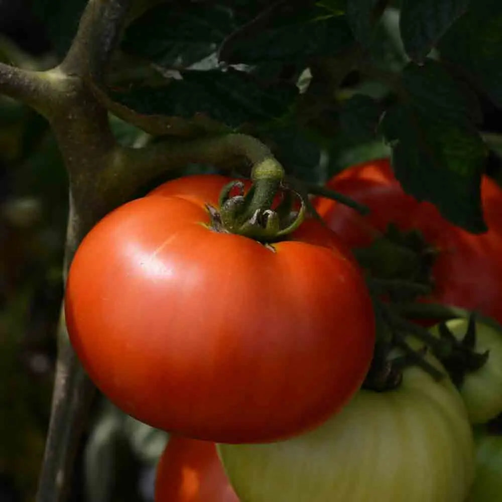 ferme-de-sainte-marthe-tomate-reine-de-sainte-marthe-graines-bio image 1