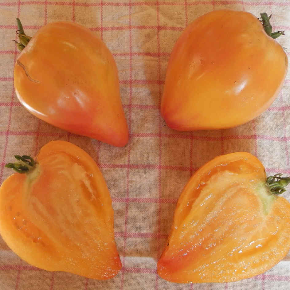 la-bo-te-graines-tomate-russian-117-graines-bio-jaune image 3