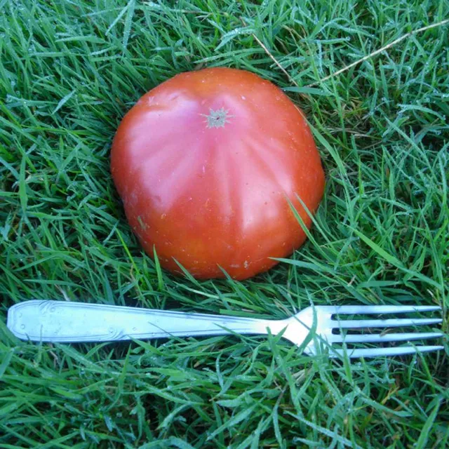 la-bo-te-graines-tomate-puich-ric-bio-graines-500-g-salade image 1