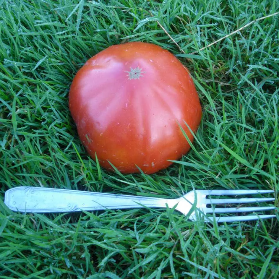 la-bo-te-graines-tomate-puich-ric-bio-graines-500-g-salade image 1