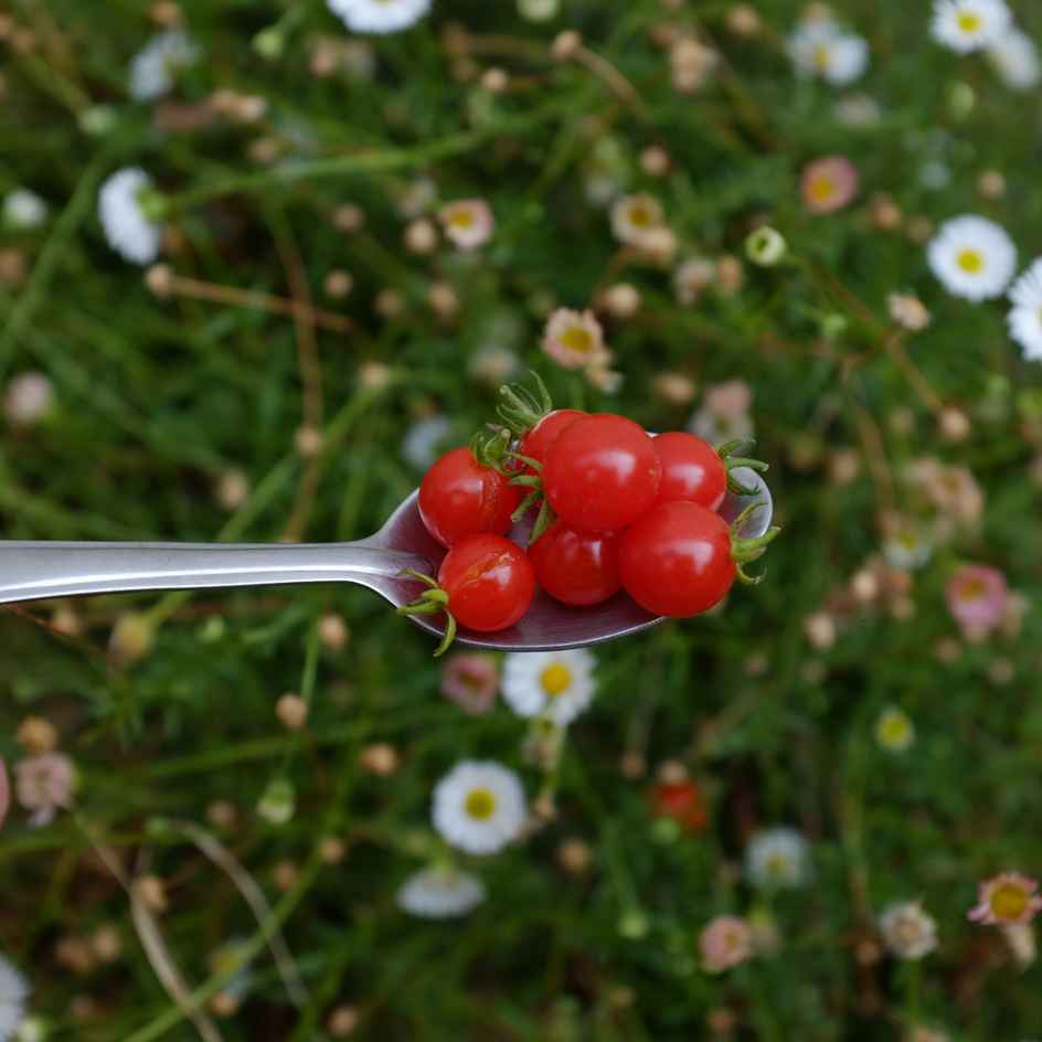 la-bo-te-graines-tomate-groseille-spoon-bio-graines-mini-tomate image 1