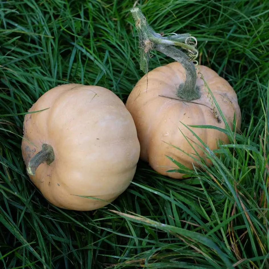 la-bo-te-graines-courge-carat-mini-muscade-graines-bio image 1