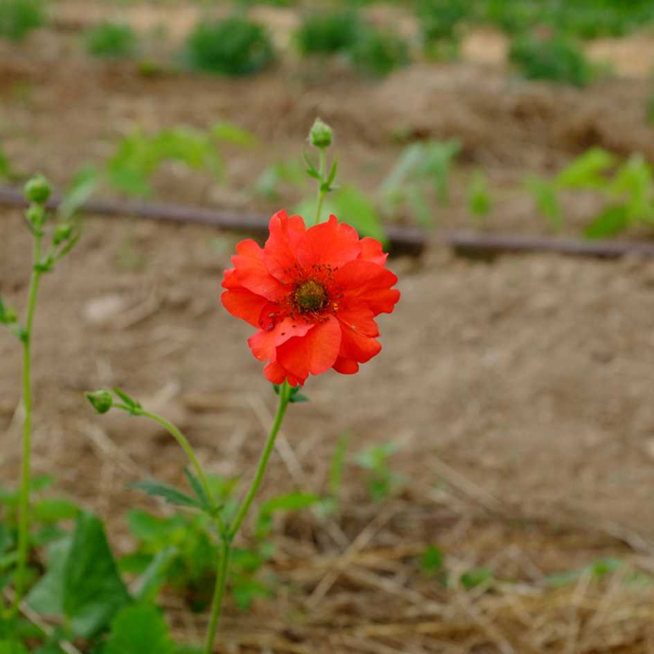 la-bo-te-graines-geum-chiloense-beno-te-graines-fleurs-bio image 3