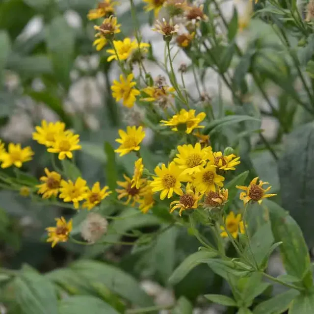 ferme-de-sainte-marthe-arnica-plaines-graines-fleurs-bio-jaune image 1