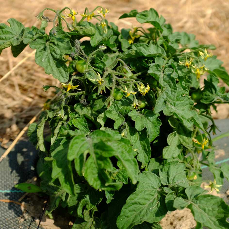 la-bo-te-graines-tomate-robin-rouge-bio-graines-potag-res-pot image 4