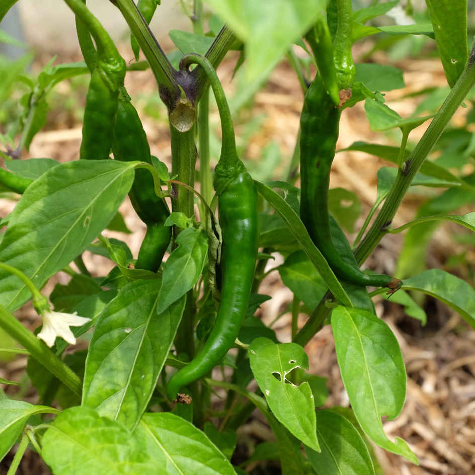la-bo-te-graines-graines-l-gumes-piment-jwala-bio-semences-fort image 4