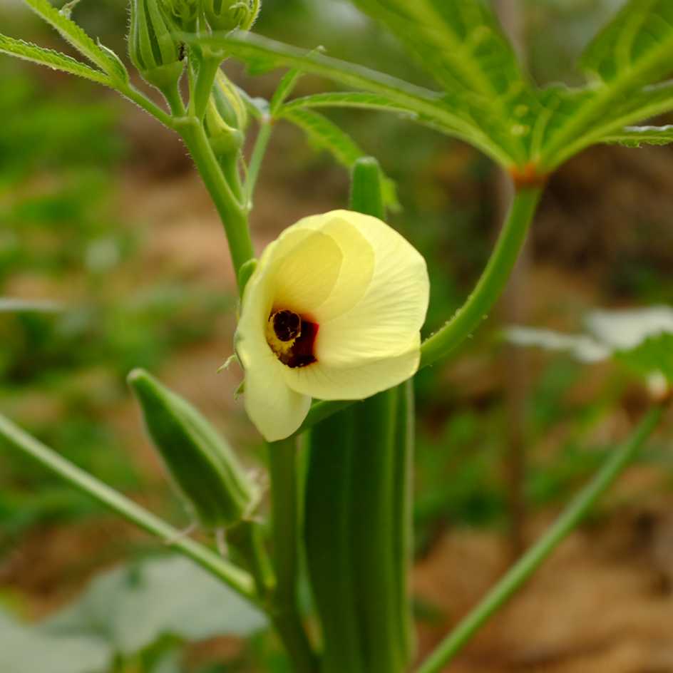 la-bo-te-graines-graines-l-gumes-clemson-spineless-bio-productif image 2