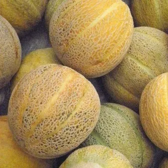 la-bo-te-graines-melon-green-nutmeg-bio-graines-melon-pr-coce image 1