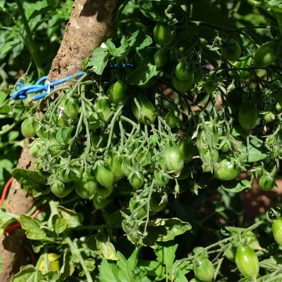 la-bo-te-graines-barry-s-crazy-cherry-graines-tomate-bio-jaune image 3
