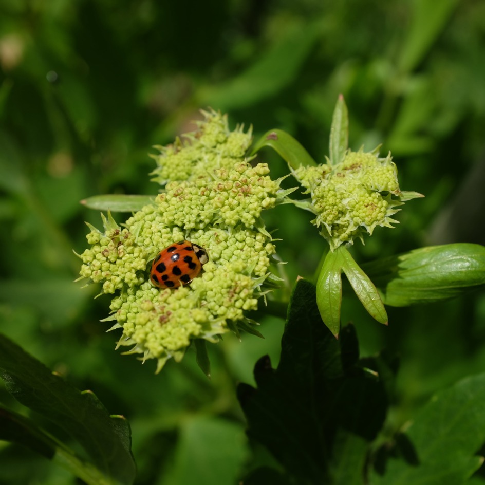 la-bo-te-graines-liv-che-c-leri-perp-tuel-bio-graines-aromatiques-vivaces image 2