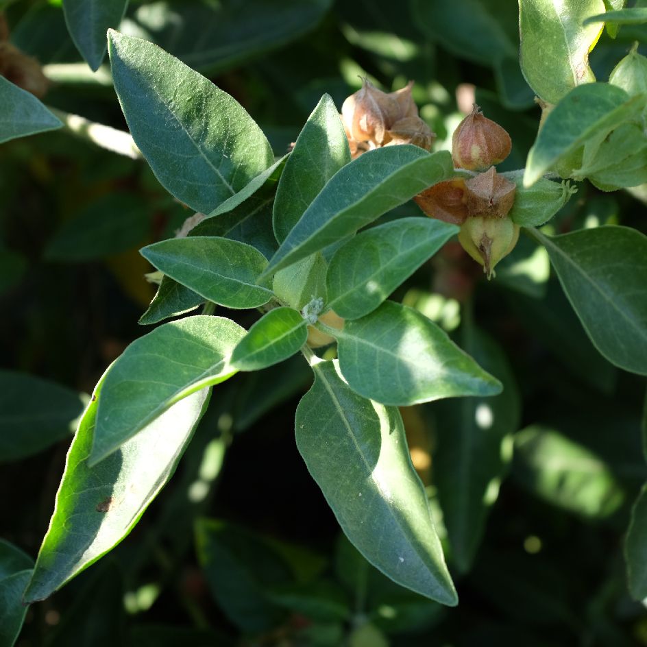 la-bo-te-graines-ashwagandha-graines-withania-bio-1-m-tre image 1