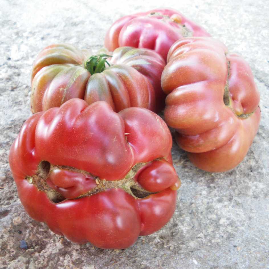 la-bo-te-graines-tomate-purple-calabash-graines-l-gumes-bio image 4