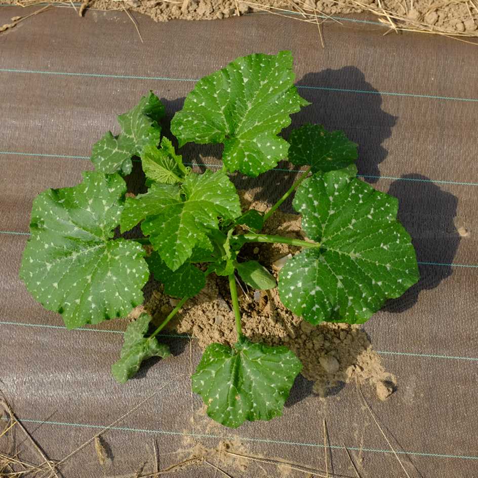 la-bo-te-graines-graines-l-gumes-courge-striped-cushaw-bio image 5