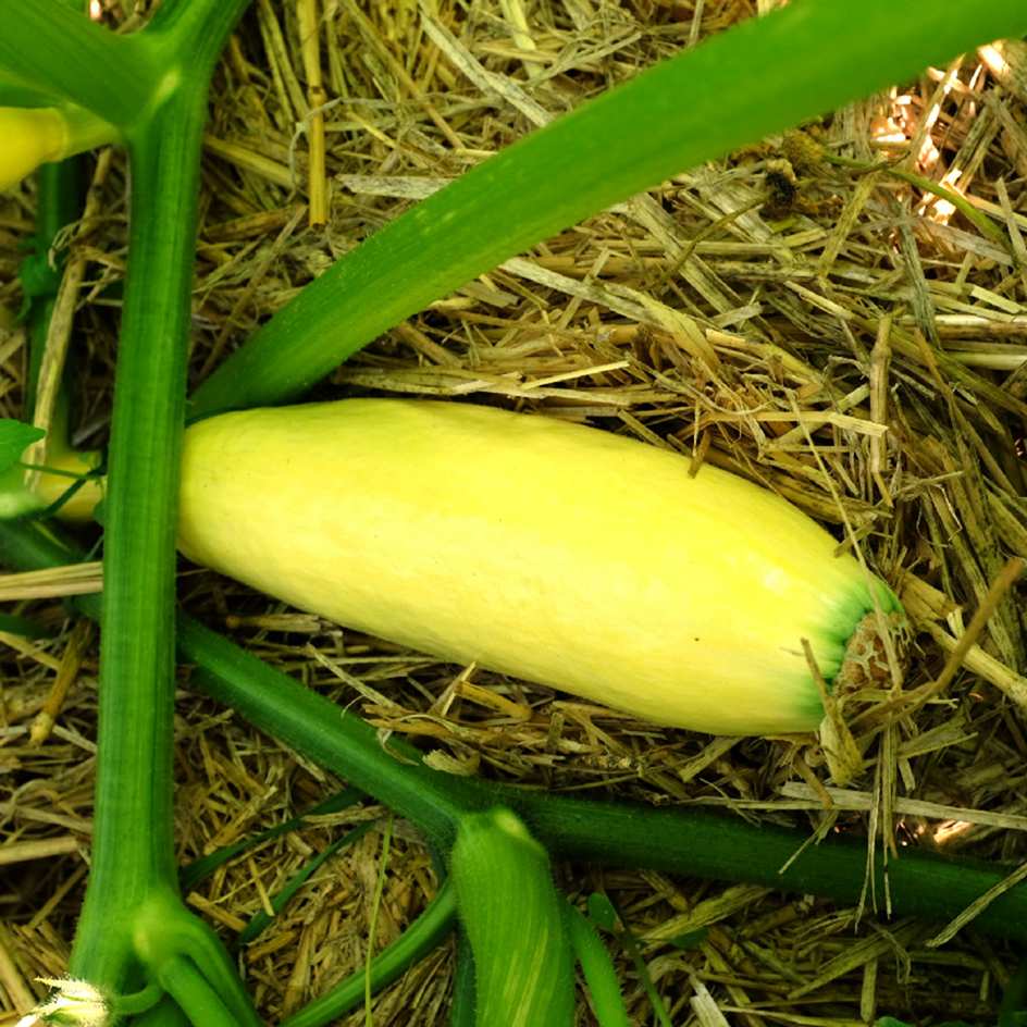 la-bo-te-graines-graines-l-gumes-georgia-candy-roaster-graines-potiron-bio-banan image 3