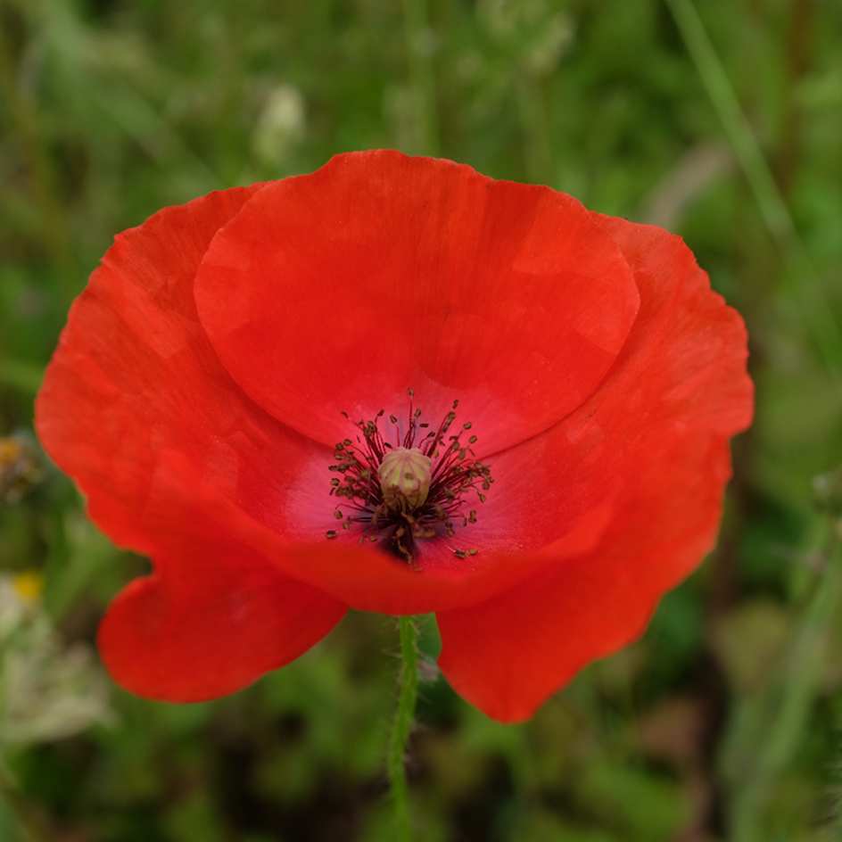 la-bo-te-graines-coquelicot-bio-graines-fleurs-rouges image 4