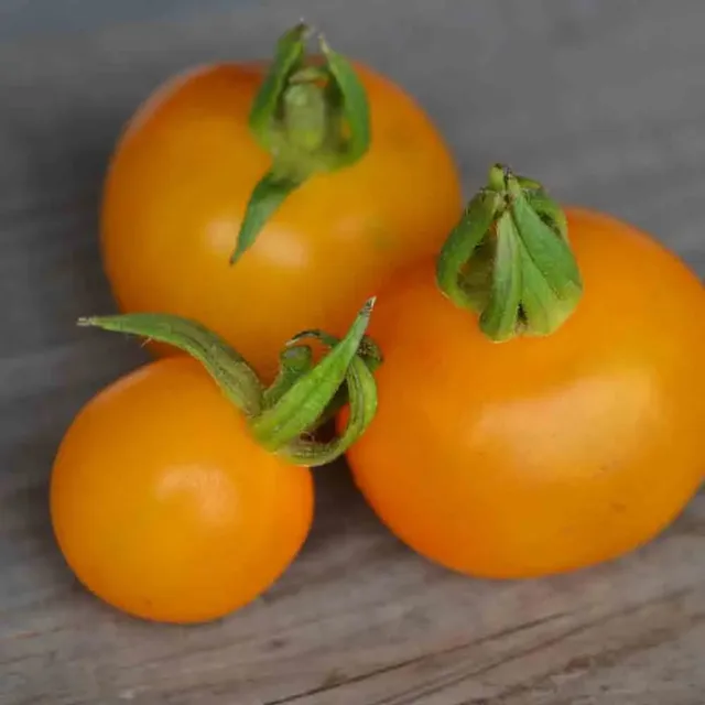 ferme-de-sainte-marthe-tomate-goldene-konigin-graine-bio-jaune image 1