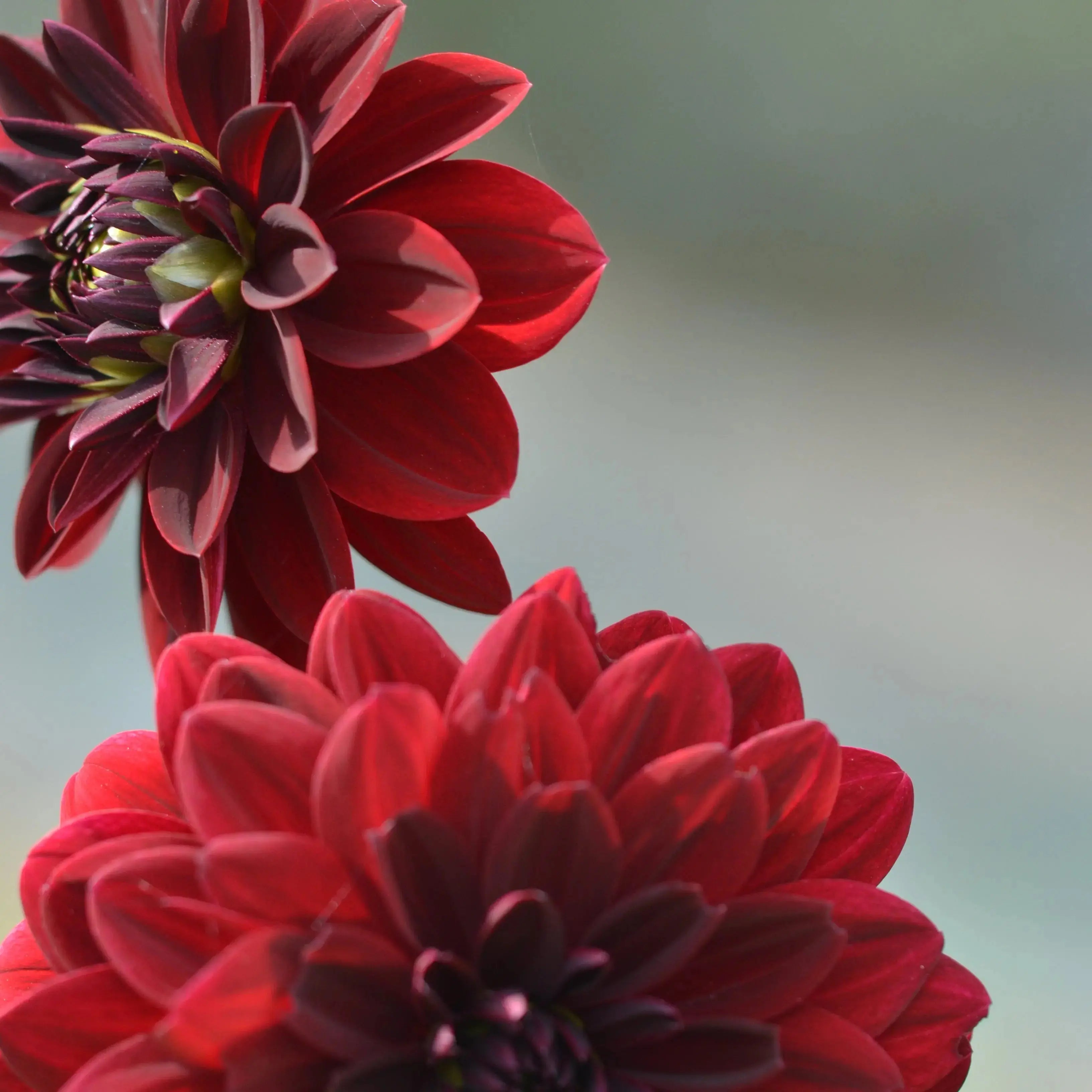ferme-de-sainte-marthe-arabian-night-bulbe-dahlia-rouge-noir-bio image 2