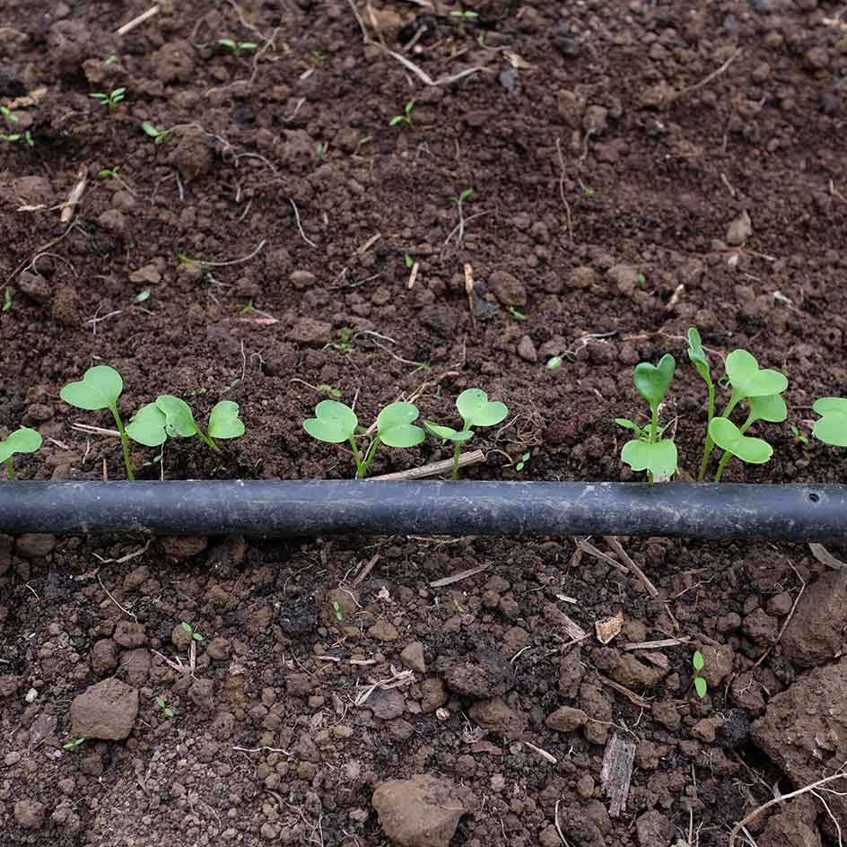 la-bo-te-graines-radis-daikon-minowase-summercross-bio-graines image 4