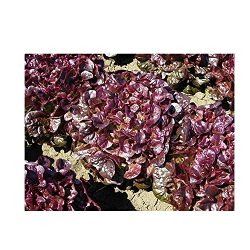 graines-bocquet-laitue-eluarde-graines-potag-res-2-g-rouge image 2