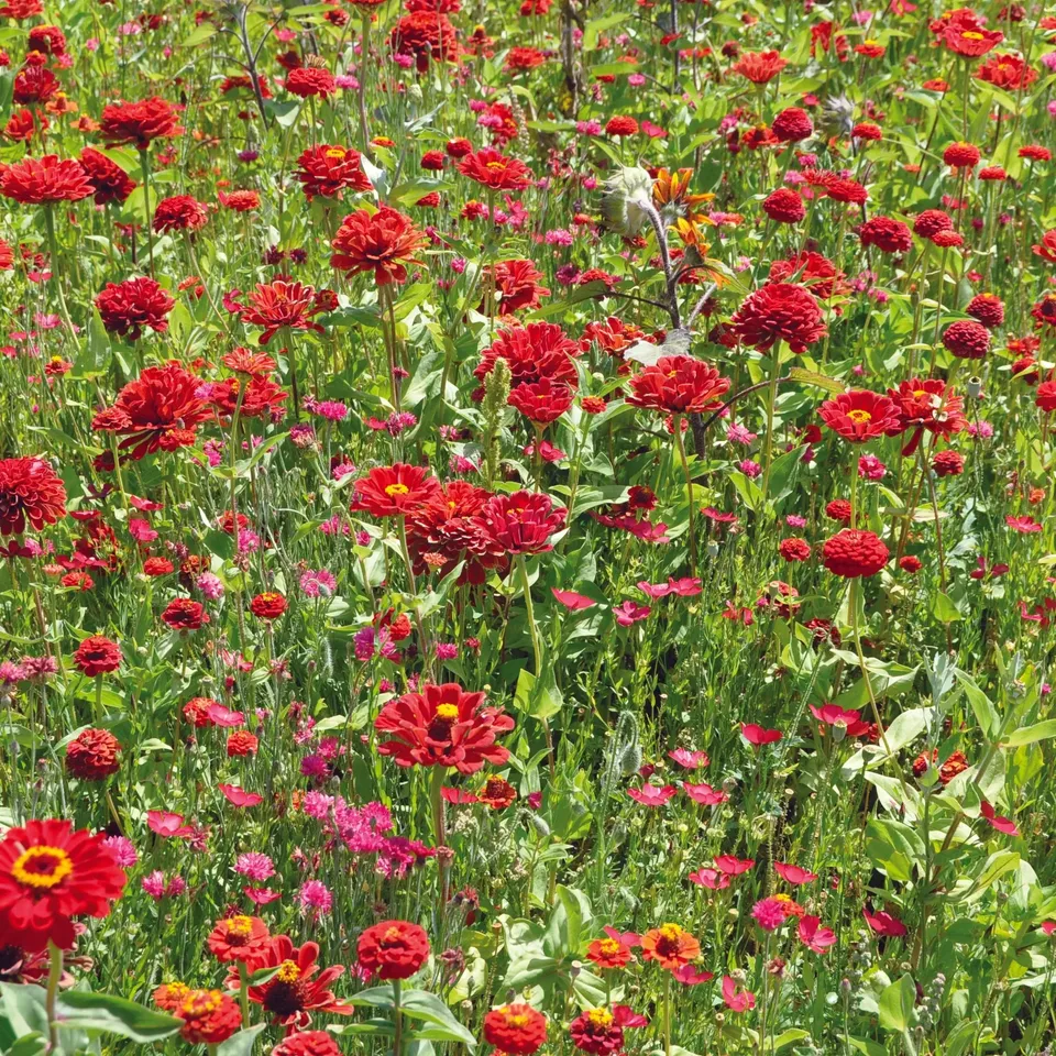 ferme-de-sainte-marthe-cama-eu-rouge-m-lange-graines-de-fleurs-18-vari-t-s image 1