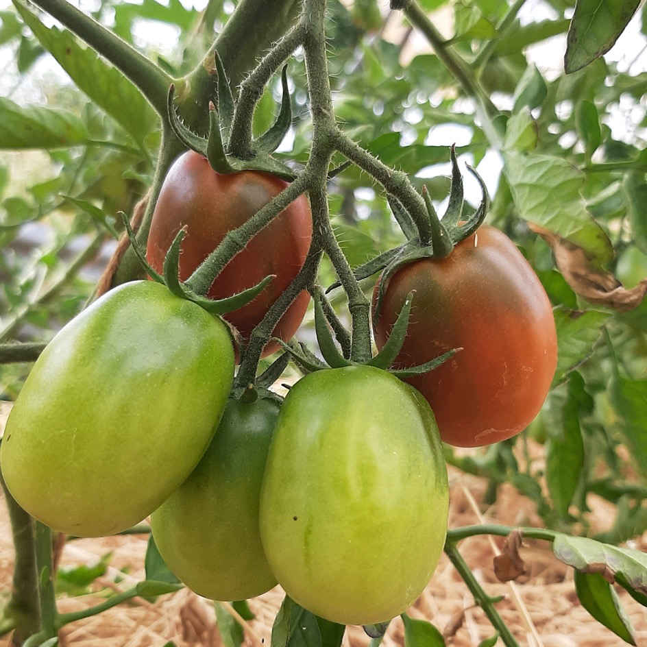 la-bo-te-graines-tomate-prune-noire-bio-graines-fum-e image 1