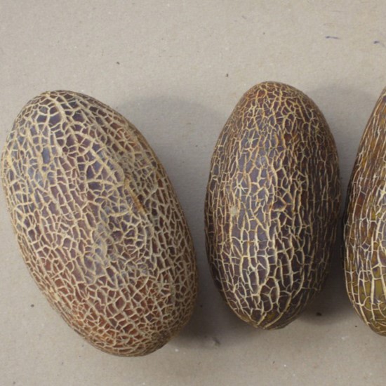 la-bo-te-graines-graines-l-gumes-kaiser-alexander-concombre-bio image 1