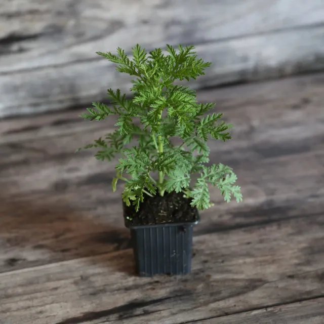 ferme-de-sainte-marthe-armoise-annuelle-plant-bio-artemisia image 1
