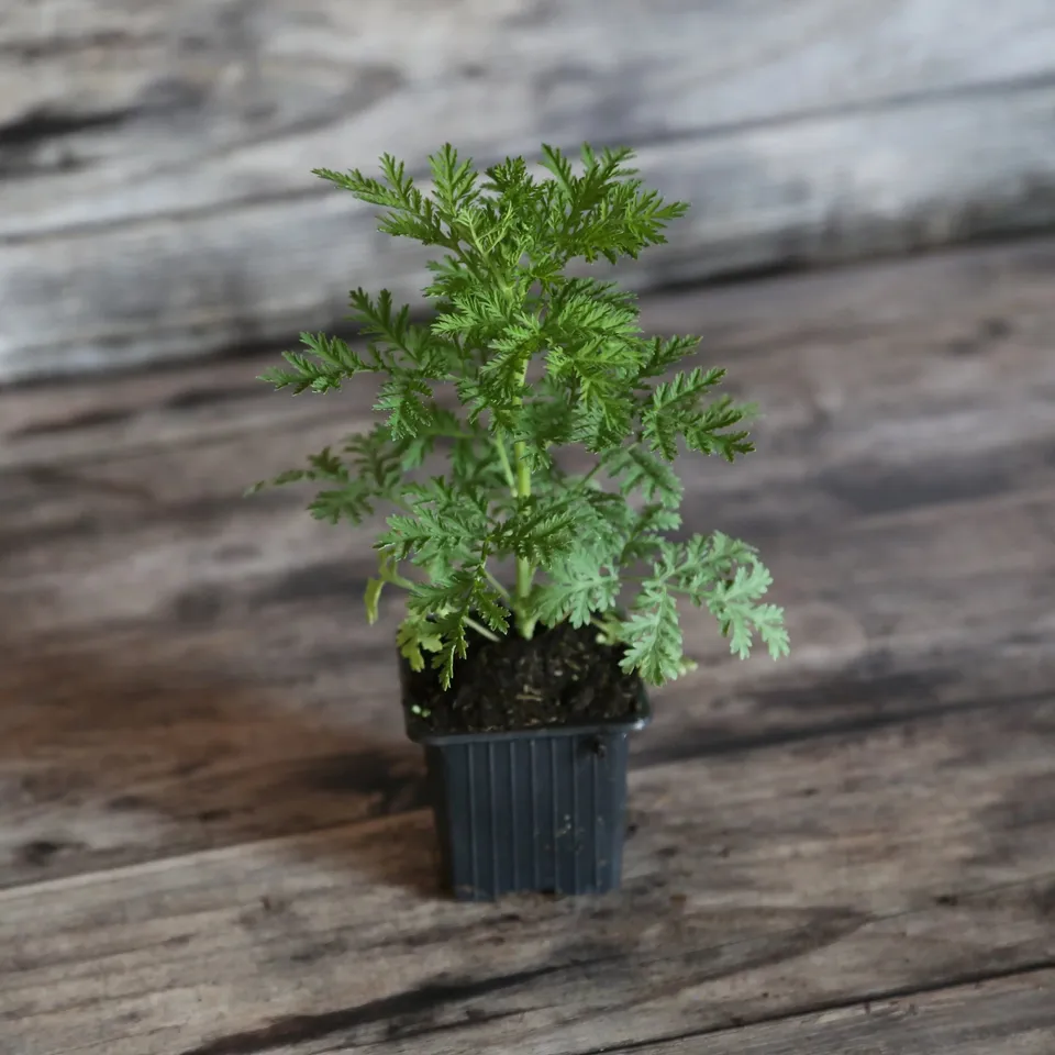 ferme-de-sainte-marthe-armoise-annuelle-plant-bio-artemisia image 1