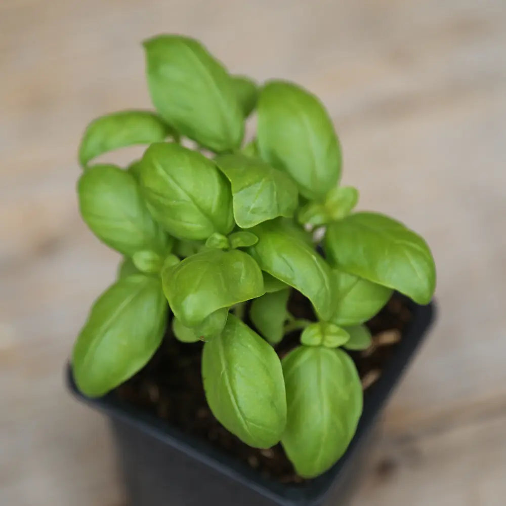 ferme-de-sainte-marthe-basilic-genovese-plant-bio image 2