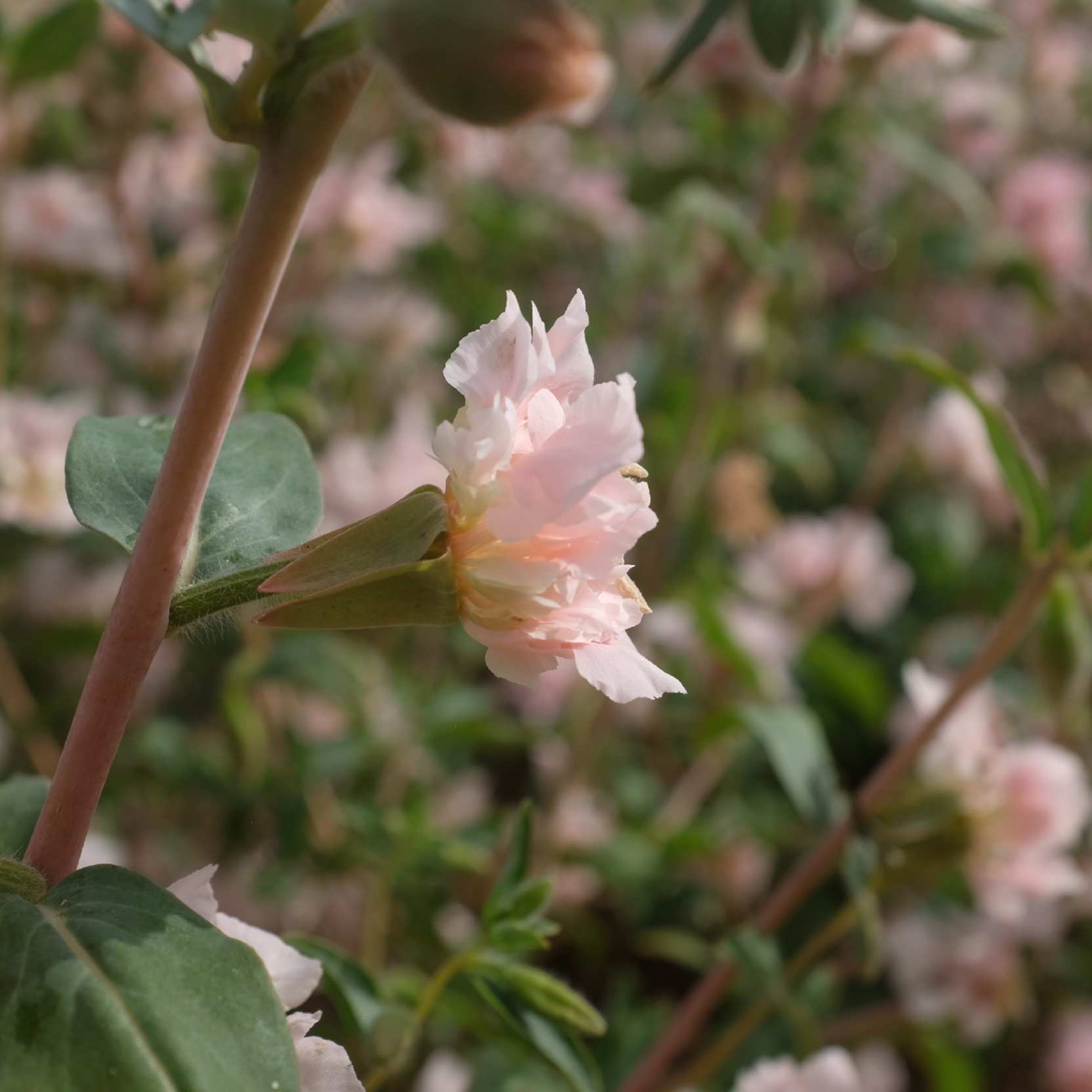 la-bo-te-graines-clarkia-appleblossom-graines-fleurs-bio-rose image 2