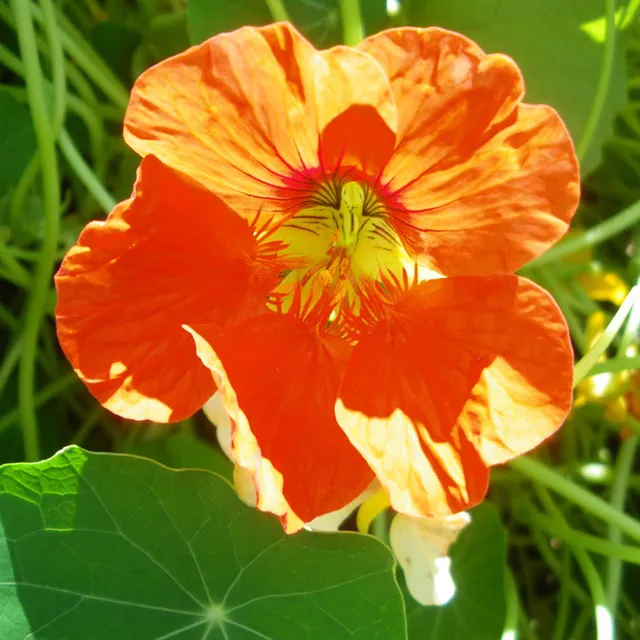 la-bo-te-graines-graines-fleurs-capucine-graines-fleurs-comestibles-bio image 1