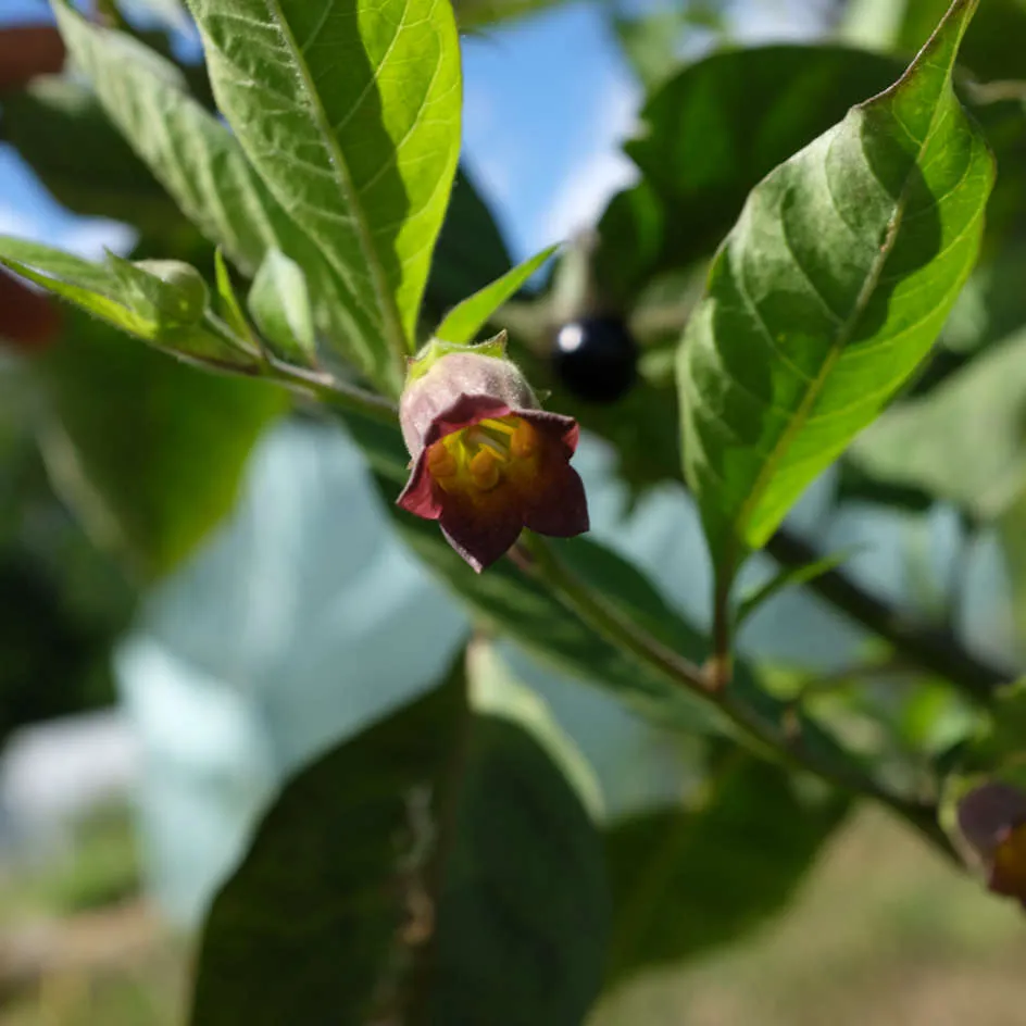 la-bo-te-graines-belladone-atropa-bio-graines-fleurs image 1