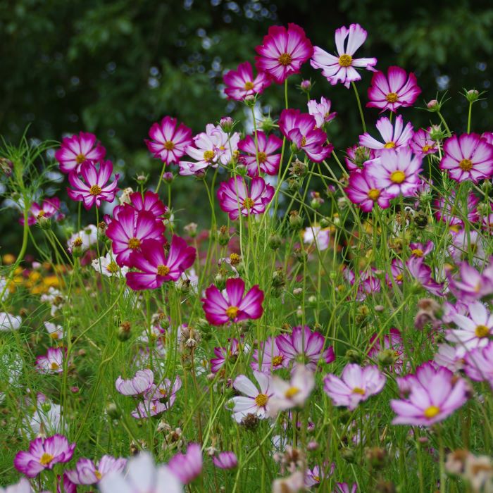 les-semences-de-l-ombelle-cosmos-picot-e-graines-fleurs-bio image 2