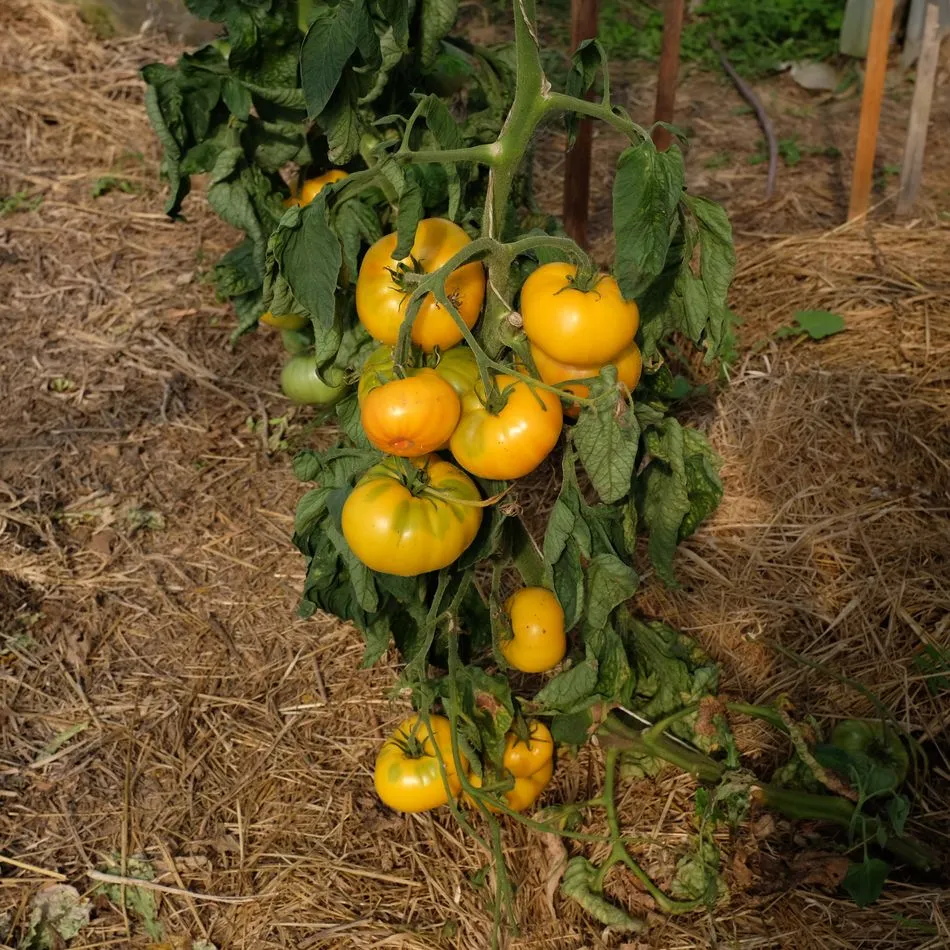 la-bo-te-graines-tomate-lilian-s-yellow-heirloom-graines-bio-beefsteak image 1