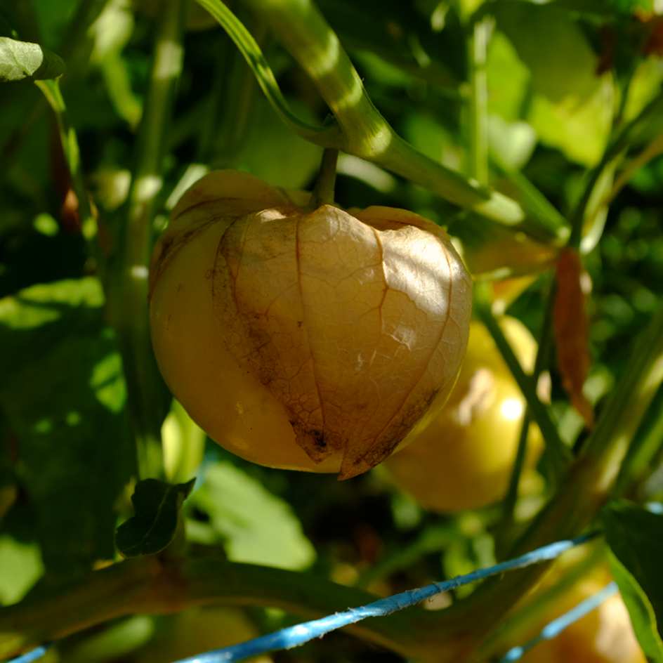 la-bo-te-graines-physalis-toma-verde-bio-graines-potag-res-verte image 4