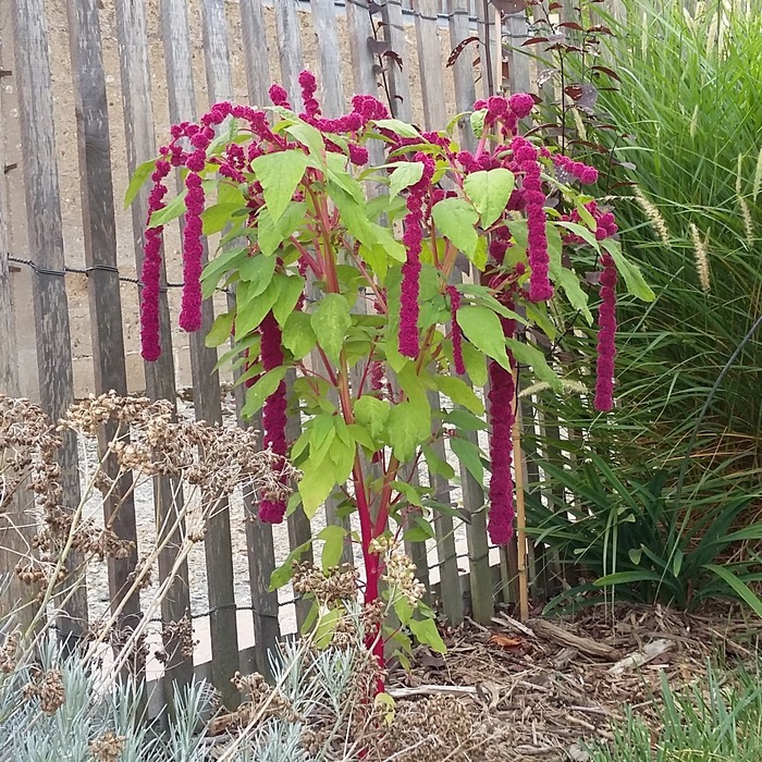 les-semences-de-l-ombelle-amarante-queue-de-renard-rouge-graines-bio image 2