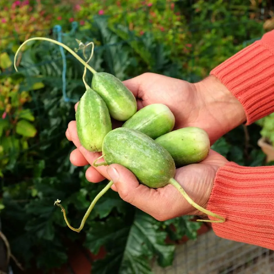 la-bo-te-graines-graines-l-gumes-concombre-des-antilles-graines-bio image 1