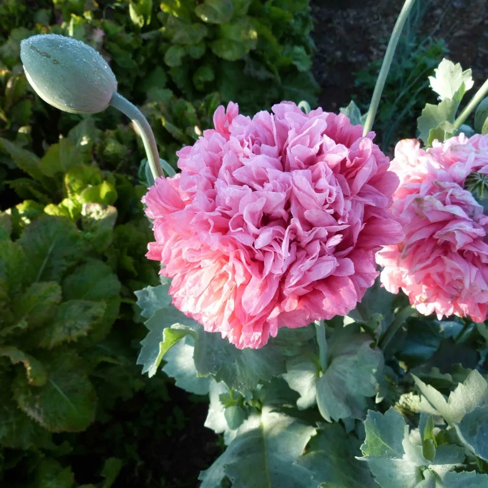 les-semences-de-l-ombelle-pavot-rose-double-graines-bio-fleur image 1