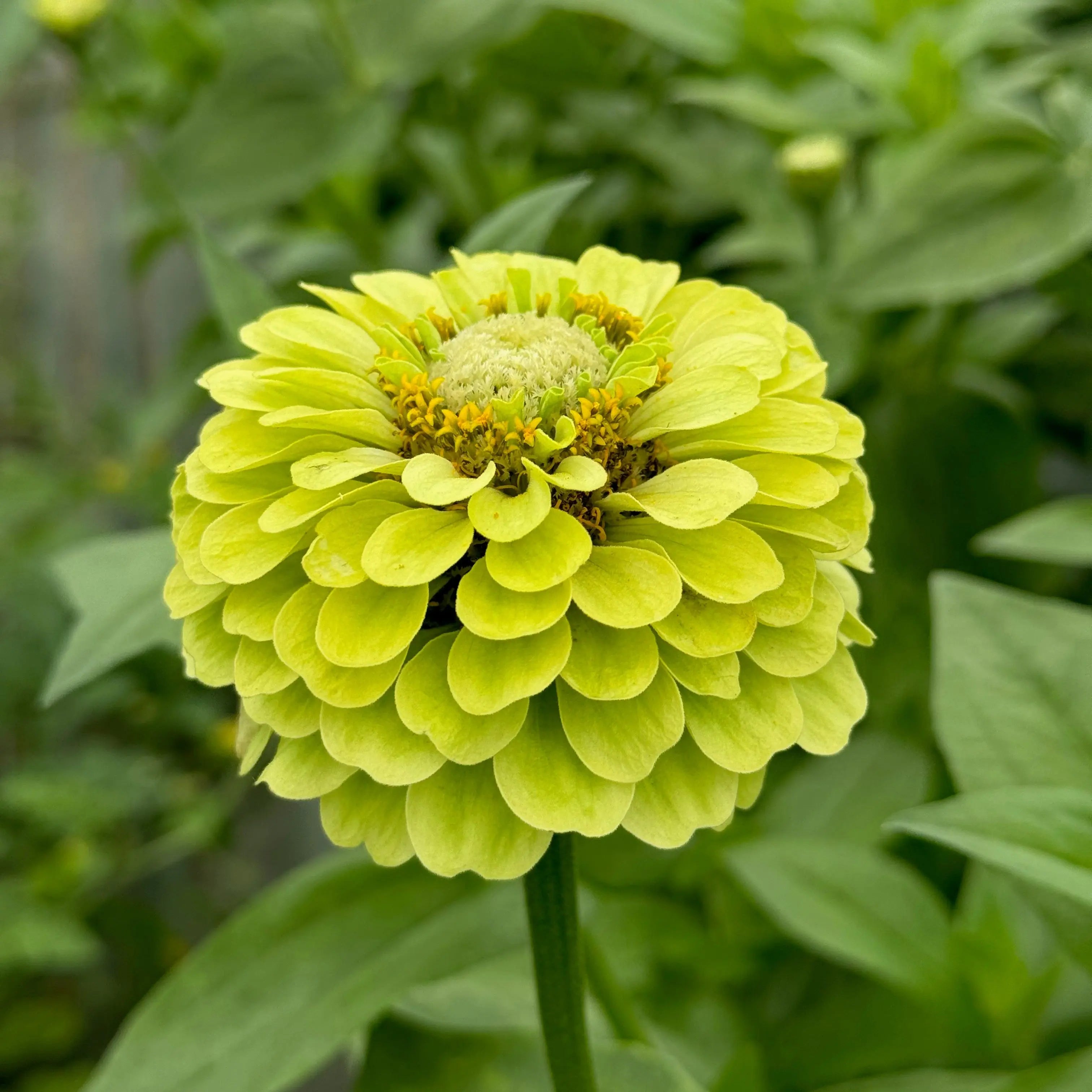 ferme-de-sainte-marthe-green-envy-graines-zinnia-bio image 1