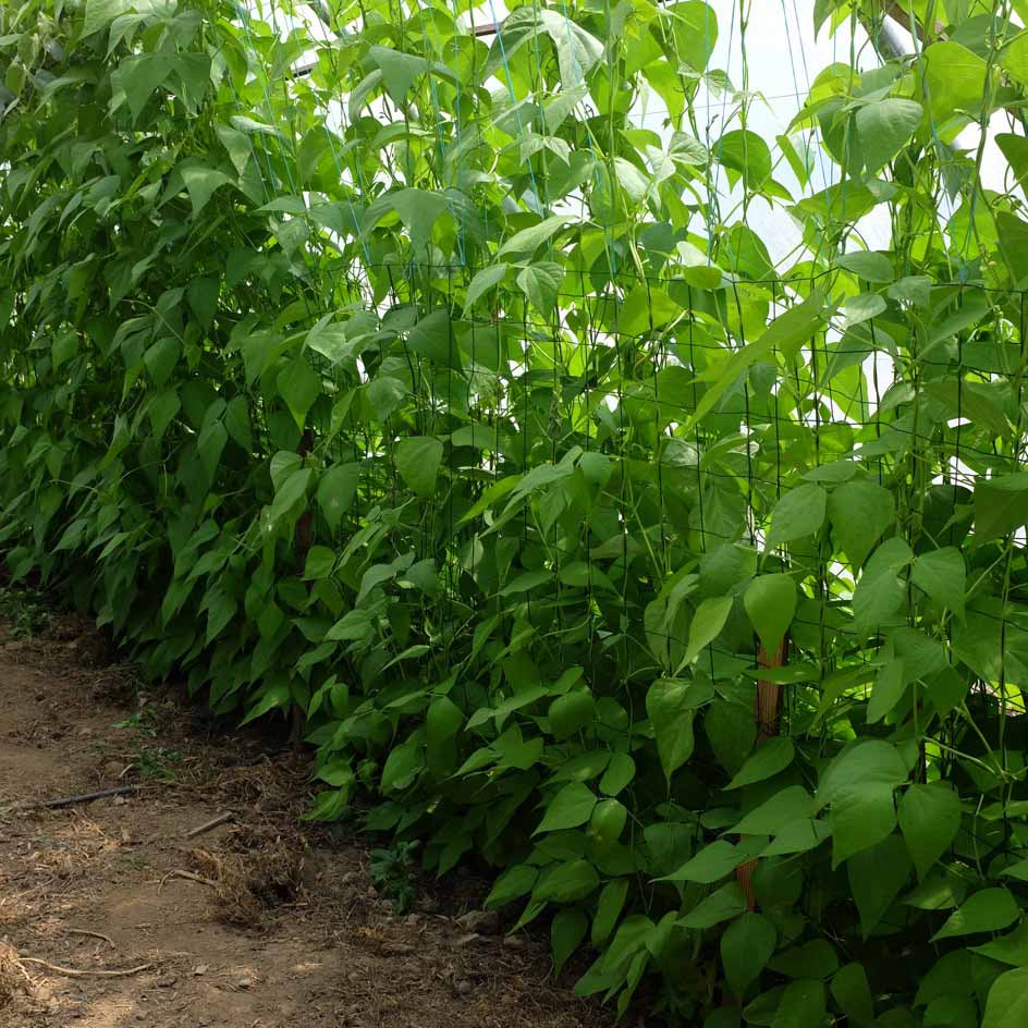 la-bo-te-graines-graines-l-gumes-haricot-saint-sacrement-bio-graines image 2