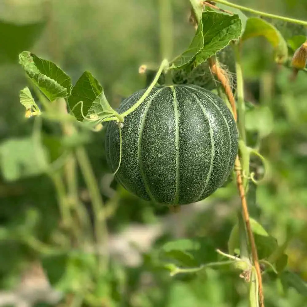 ferme-de-sainte-marthe-melon-vert-grimpant-graines-potag-res-sachet-bio image 1
