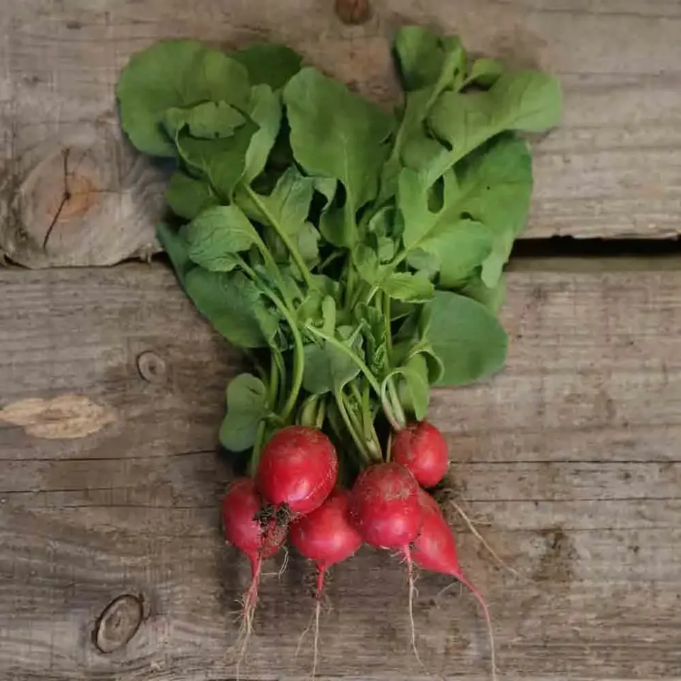 ferme-de-sainte-marthe-radis-cherry-belle-graines-bio image 1