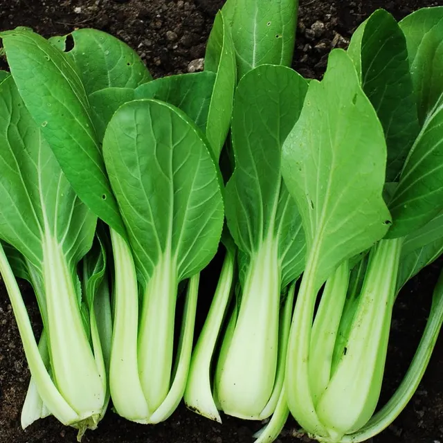 la-bo-te-graines-graines-l-gumes-chou-pak-cho-ta-sa-bio-rosette image 1