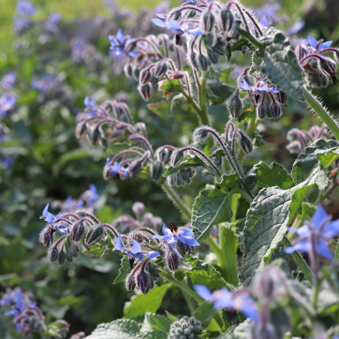 les-semences-de-l-ombelle-bourrache-bleue-graines-bio image 2