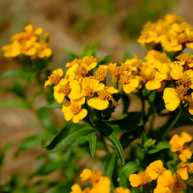 la-bo-te-graines-graines-aromatiques-estragon-du-mexique-bio-anis image 1
