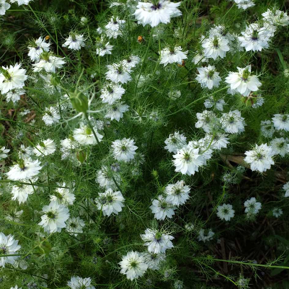 la-bo-te-graines-nigelle-mrs-jekyll-white-graines-bio image 3