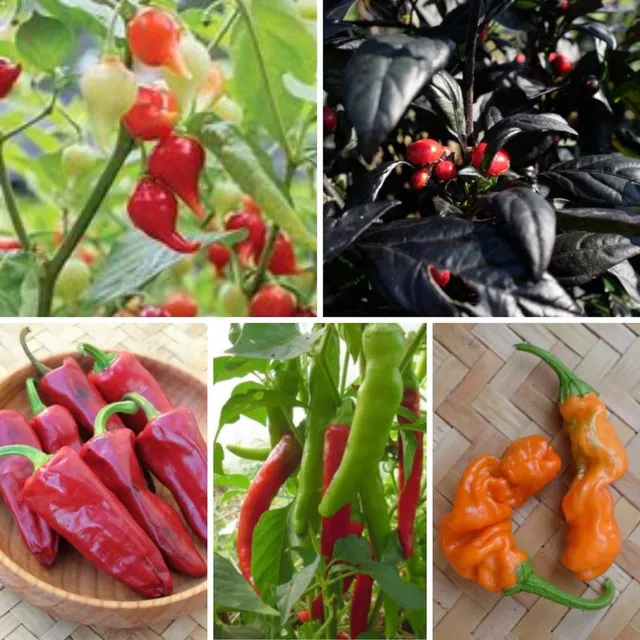la-bo-te-graines-m-lange-de-piments-graines-l-gumes-bio-x5 image 1