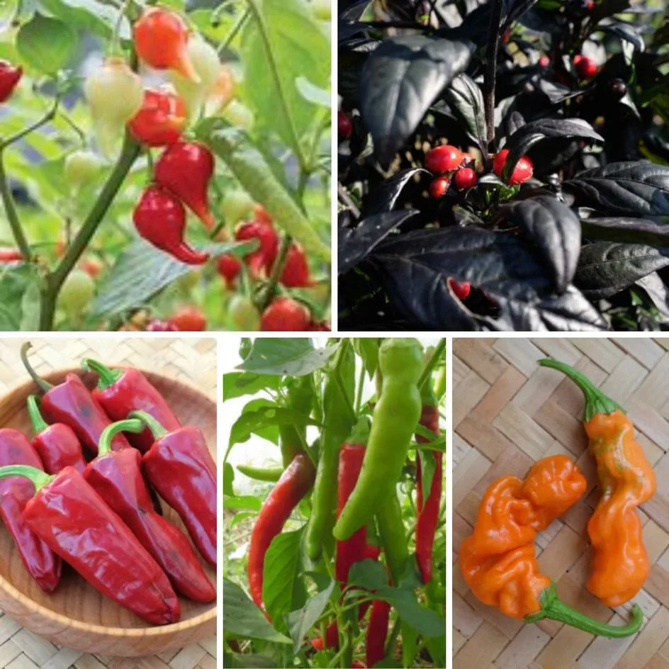 la-bo-te-graines-m-lange-de-piments-graines-l-gumes-bio-x5 image 1