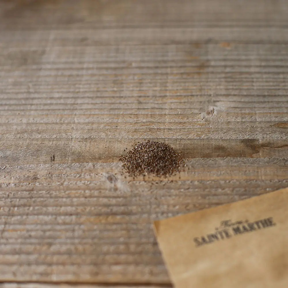 ferme-de-sainte-marthe-camomille-romaine-graines-bio-tisane image 2