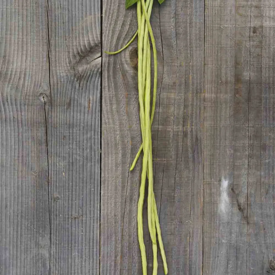 ferme-de-sainte-marthe-dolique-hongdoujiao-graines-bio-grimpant image 1